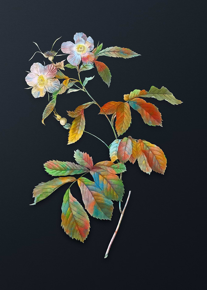 Vintage Pink Alpine Roses