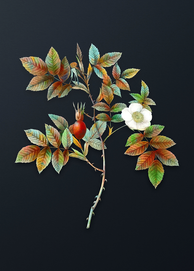 Mountain Rose Bloom Flower