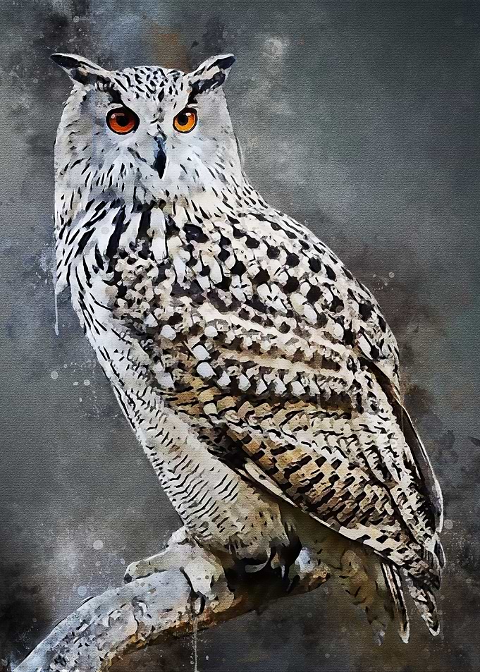 owl watercolor new
