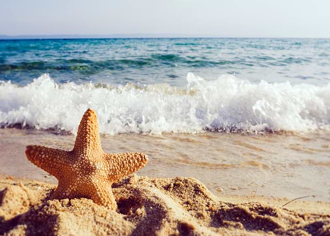 Starfish at the Sea Beach