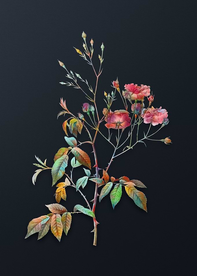 Pink Noisette Roses Flower