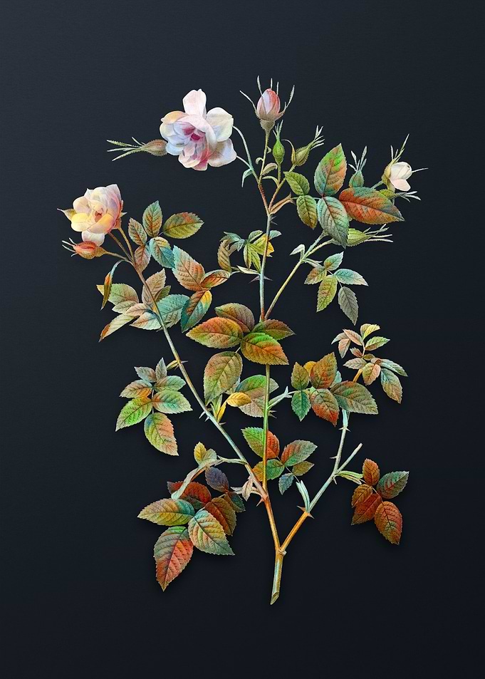Pink Flowering Rosebush