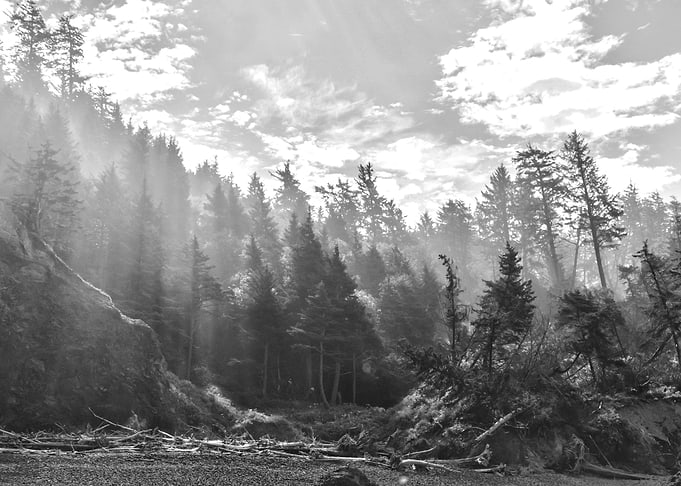 Forest Black and White