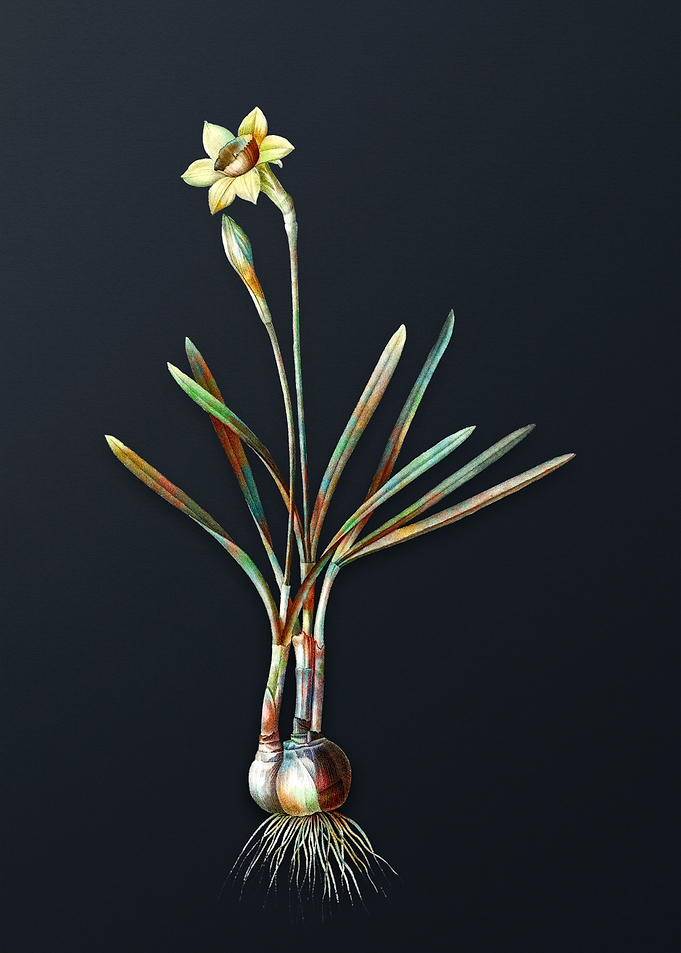 Vintage Narcissus Gouani
