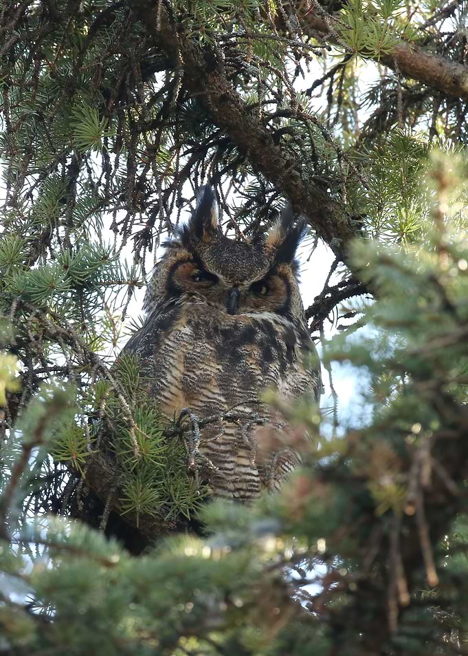 Great horned owl goddess