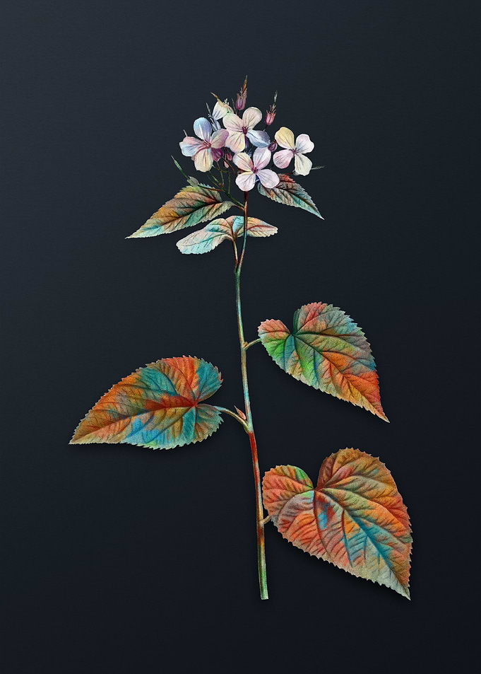 Morning Glory Flower