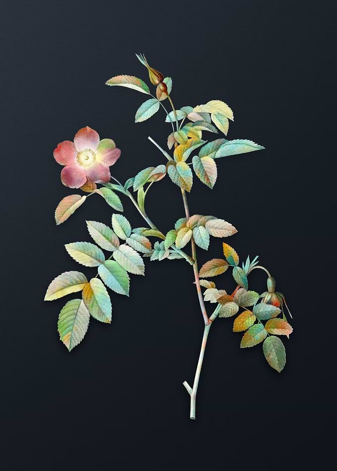 Vintage Pink Alpine Rose