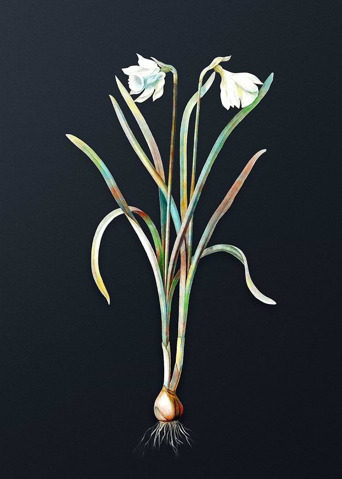 Narcissus Candidissimus