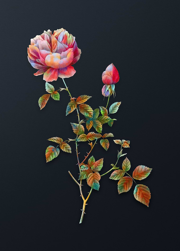 Pink Autumn China Rose