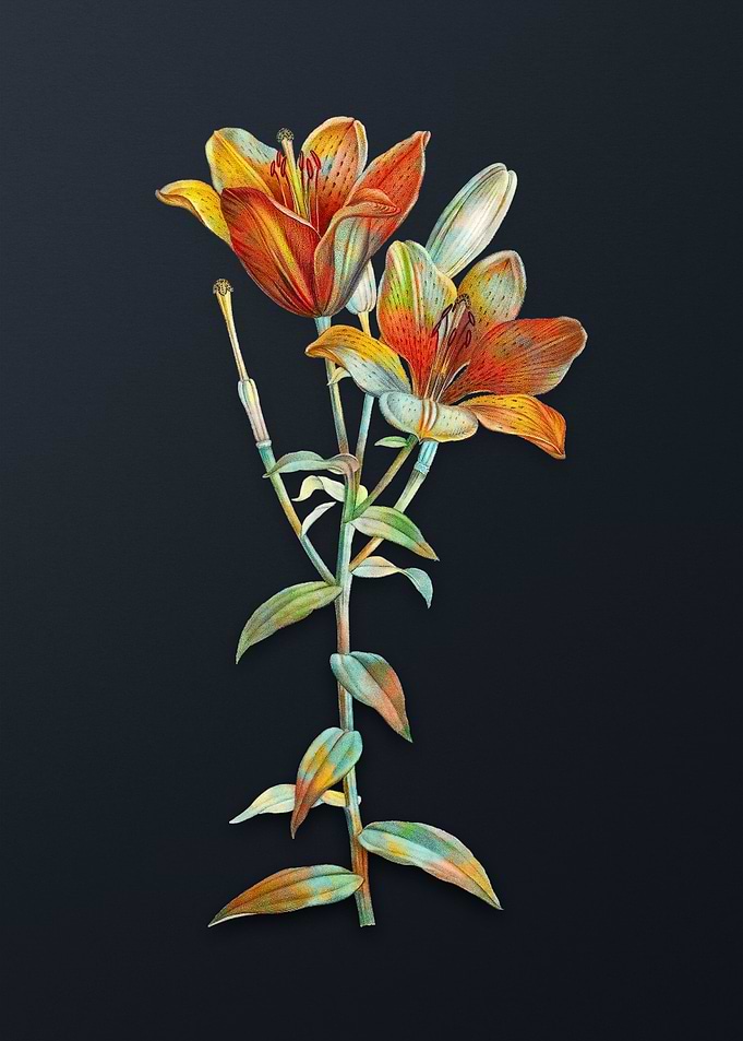 Orange Bulbous Lily Flower