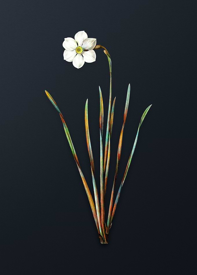 Vintage Narcissus Poeticus