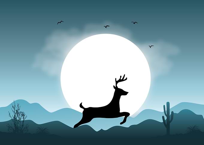Deer Cute Animal