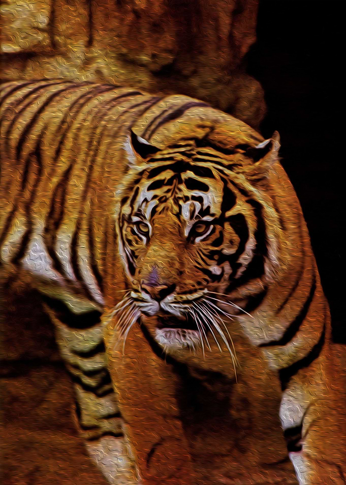 Pretty Tiger