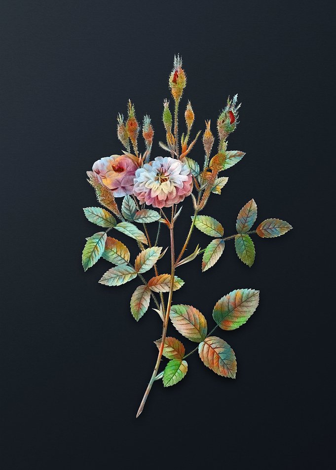 Vintage Mossy Pompon Rose