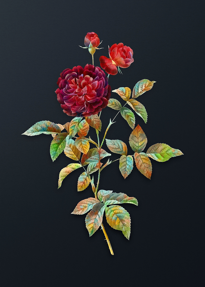 One Hundred Leaved Rose