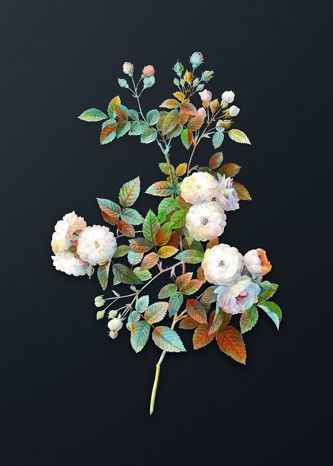 Vintage Pink Baby Roses
