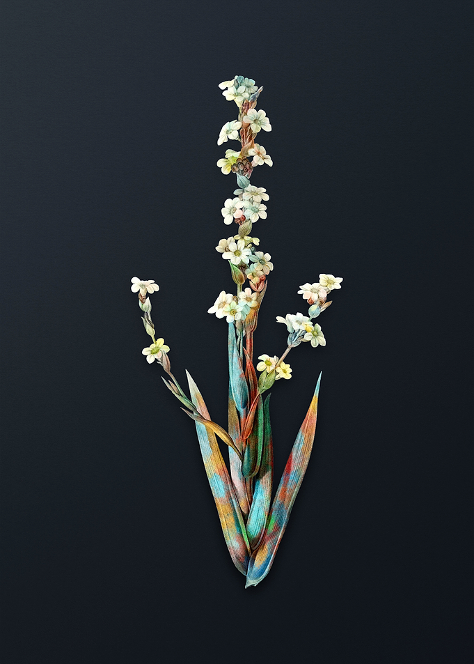 Pale Yellow Eyed Grass