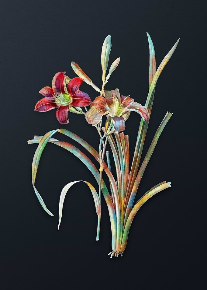 Vintage Orange Day Lily