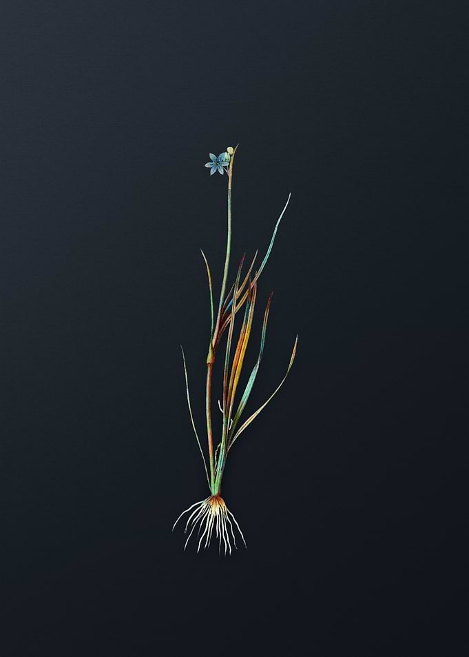 Narrow Leaf Blue Grass