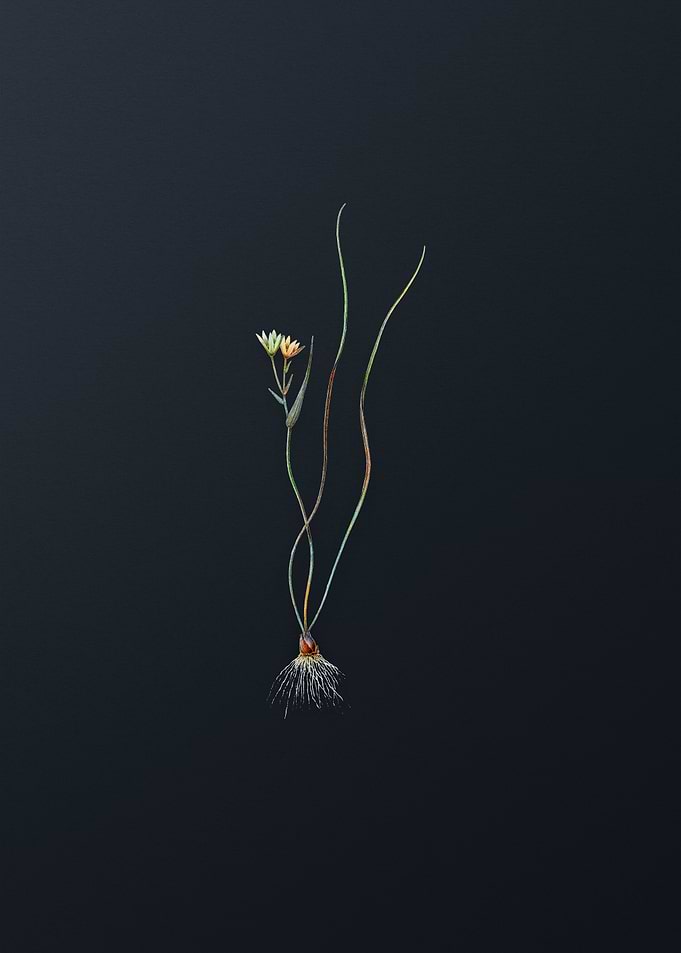 Ornithogalum Spathaceum