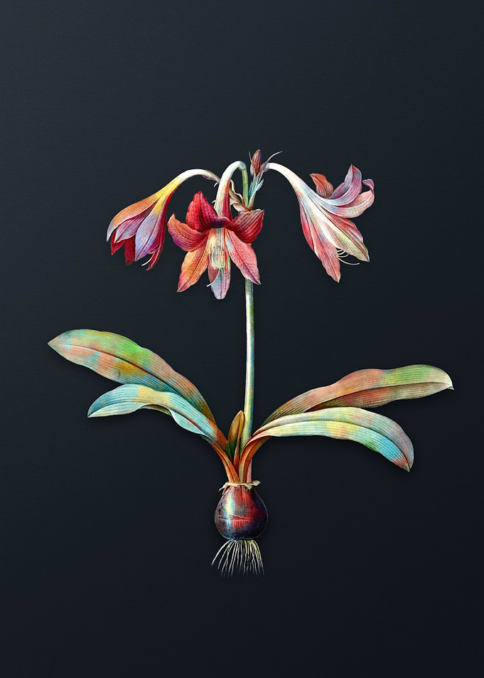 Netted Veined Amaryllis