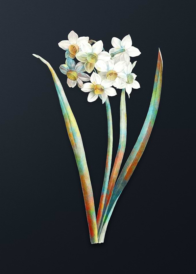Narcissus Easter Flower