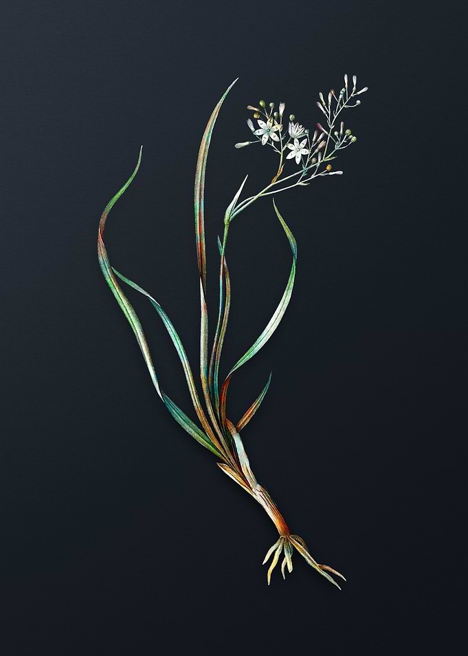 Vintage Phalangium Bicolor