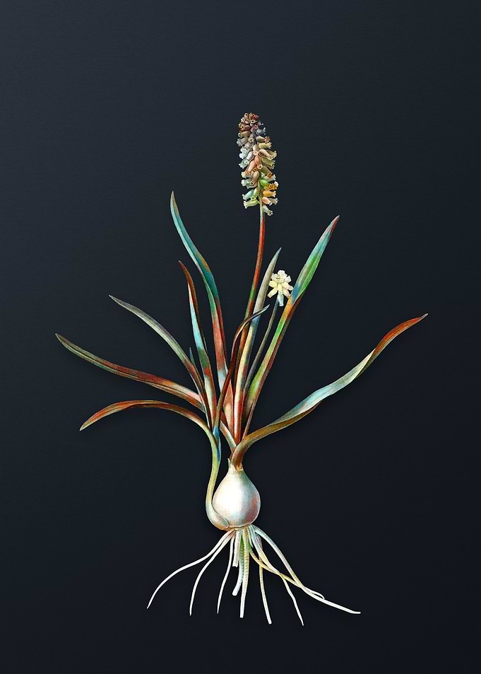 Muscari Ambrosiacum