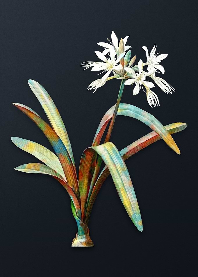 Pancratium Illyricum