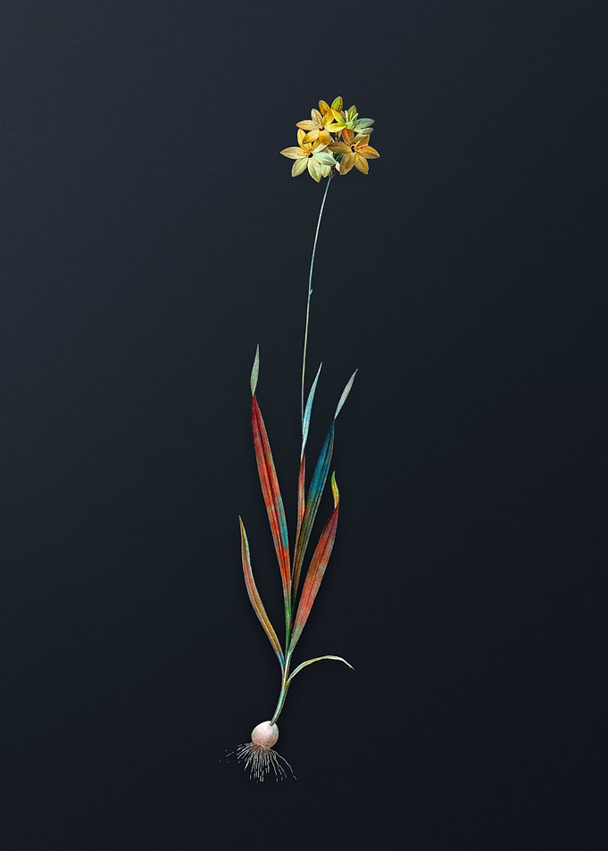 Vintage Orange Ixia Flower