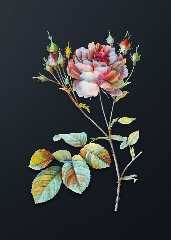Pink Cumberland Rose