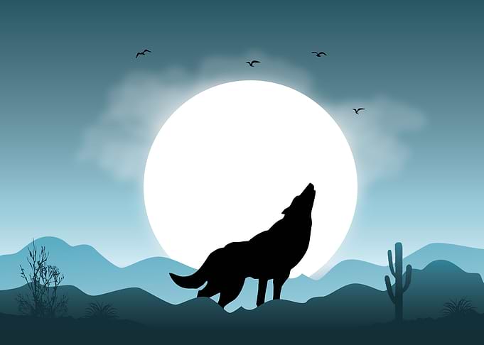 Wolf Cute Animal