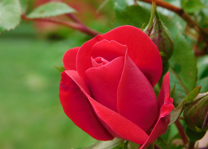 Red Flower