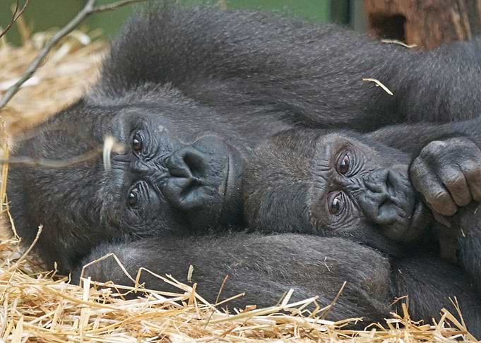 Gorilla mates
