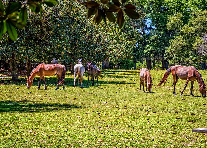 Cumberland Island Horses