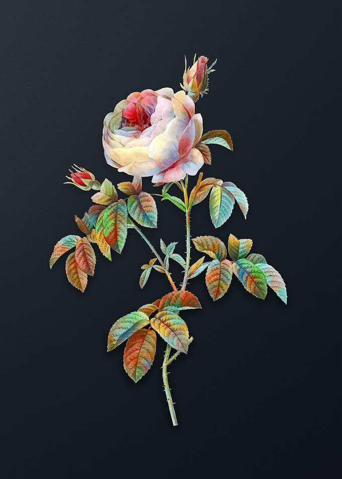 Provence Rose Bloom Flower