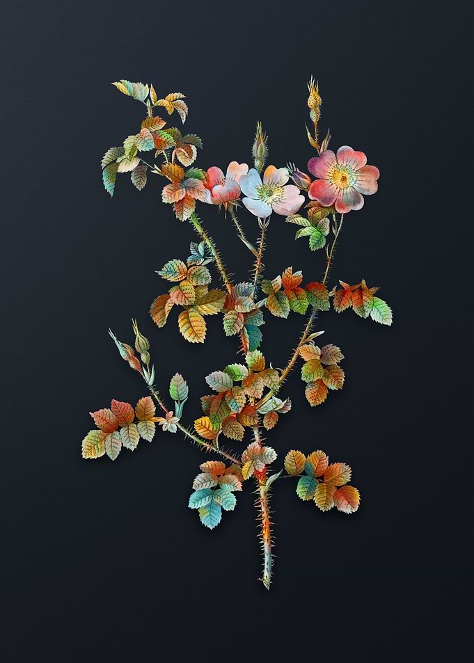 Prickly Sweetbriar Rose