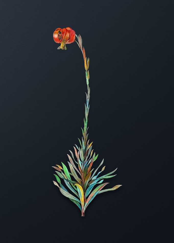 Scarlet Martagon Lily