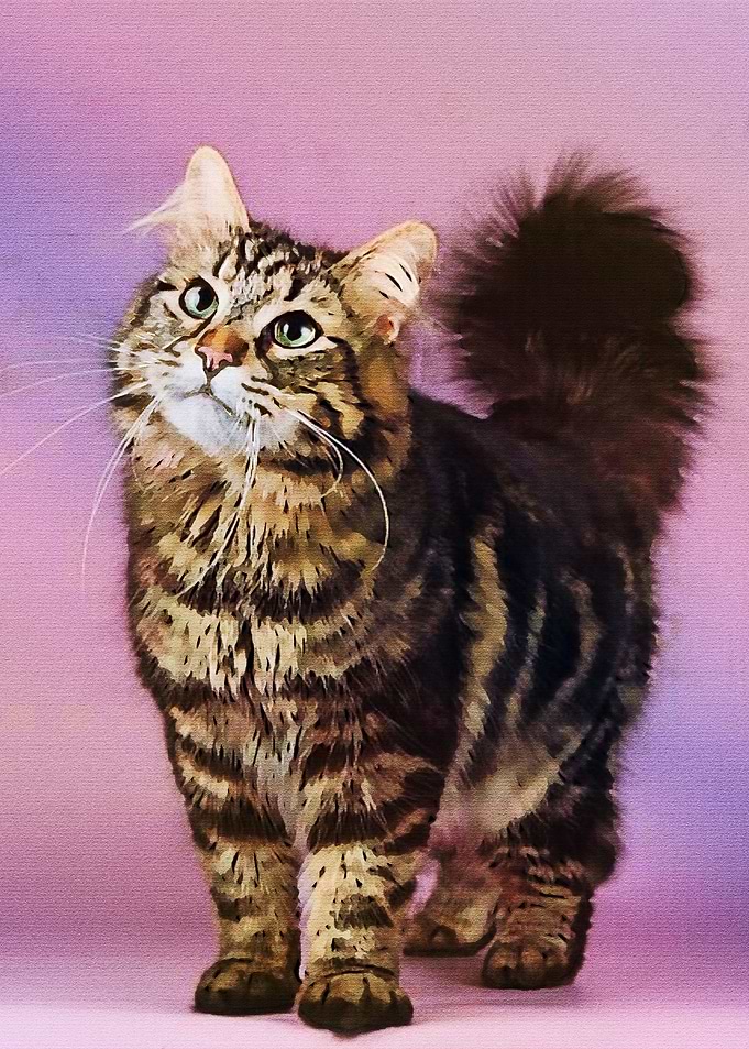 cute cat