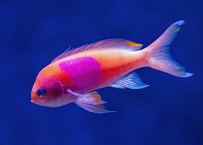 A Squarespot Anthias
