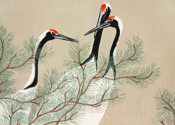 Japanese red crown cranes