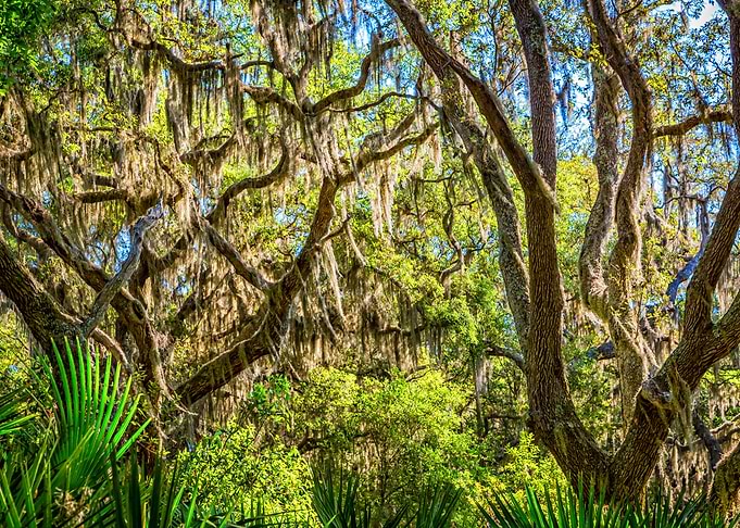 Cumberland Island
