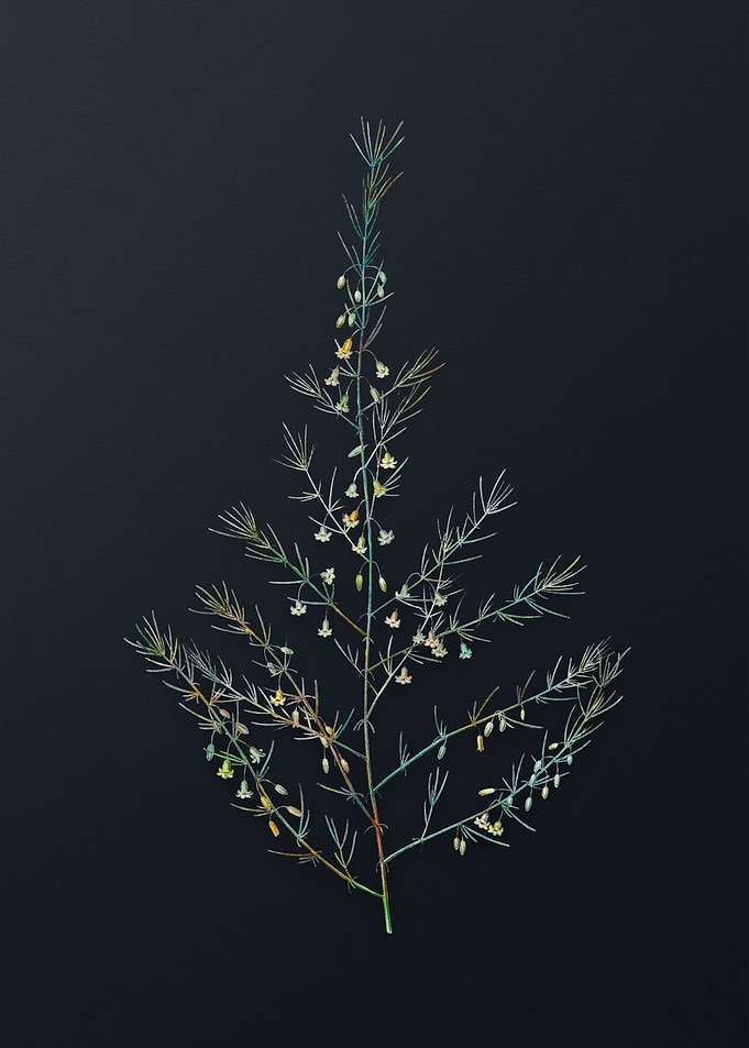 Sea Asparagus Flower
