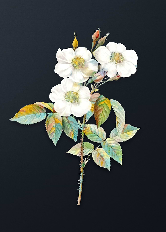 Vintage Rose of Castile