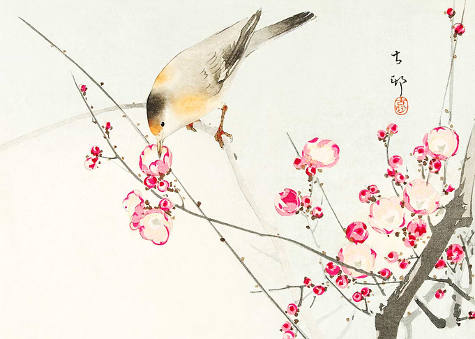 Songbird on blossom branch