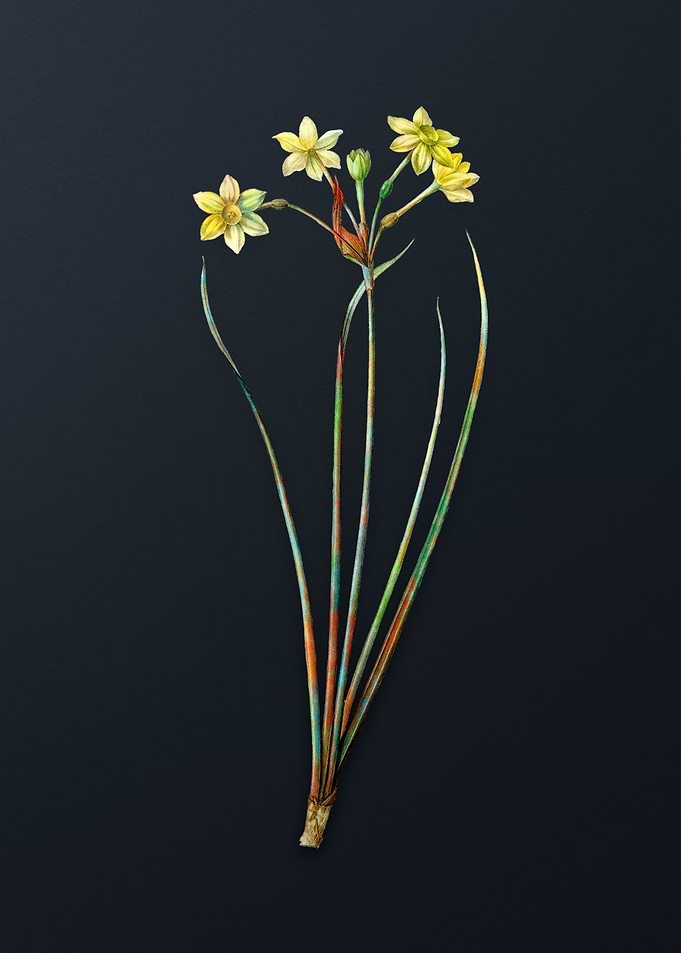 Vintage Rush Daffodil
