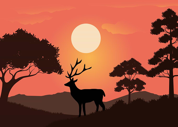 Deer Cute Animal