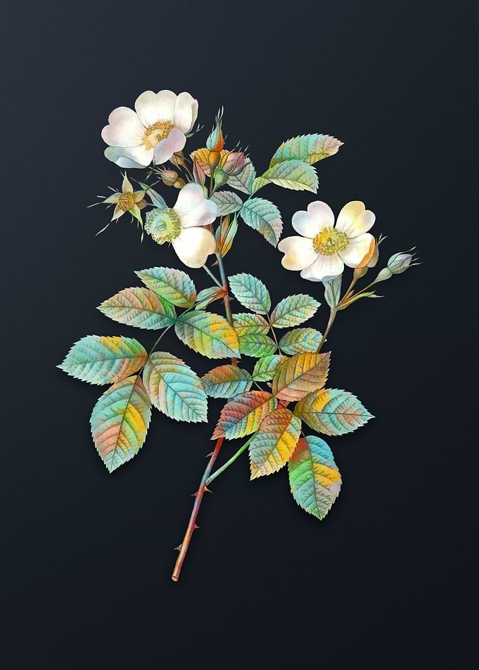Short Styled Field Rose