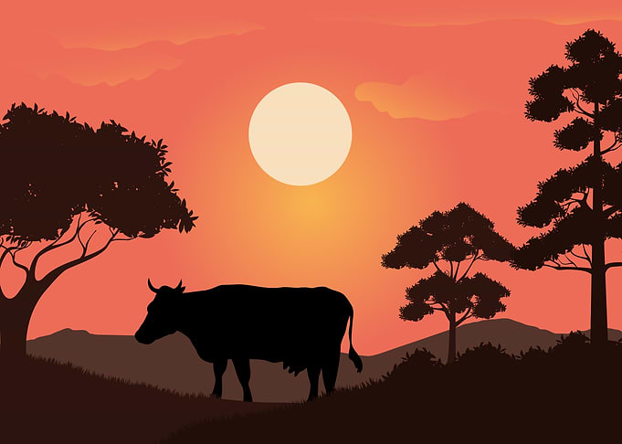 Cows Cute Animal