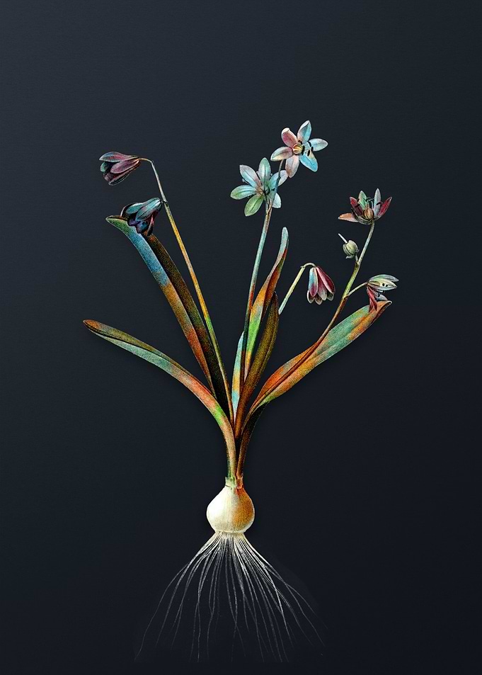 Scilla Amoena Flower